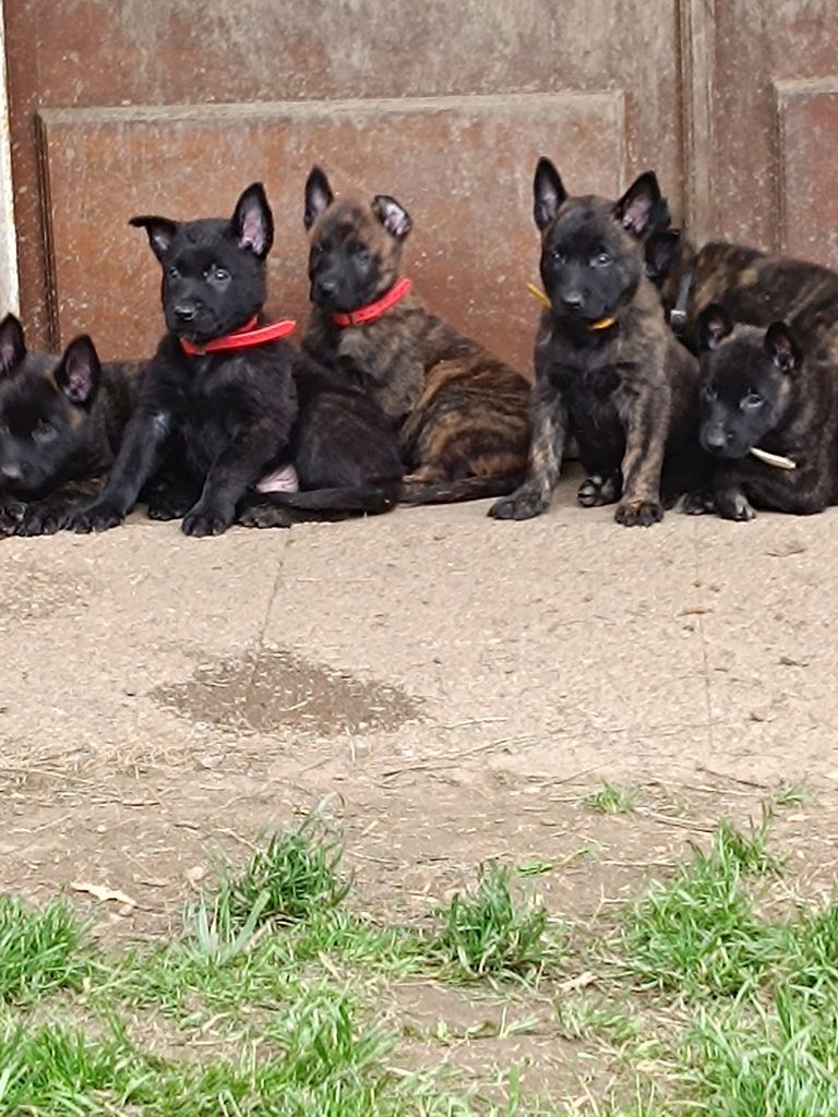 chiot Berger hollandais Du Croc Normand