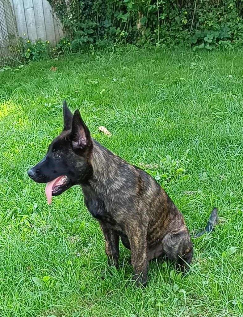 Du Croc Normand - Chiot disponible  - Berger hollandais