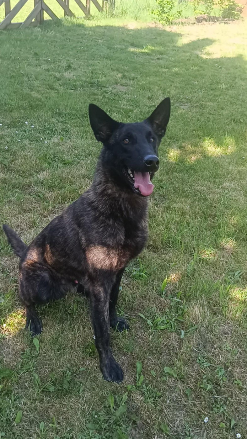 Vulcain Du Croc Normand