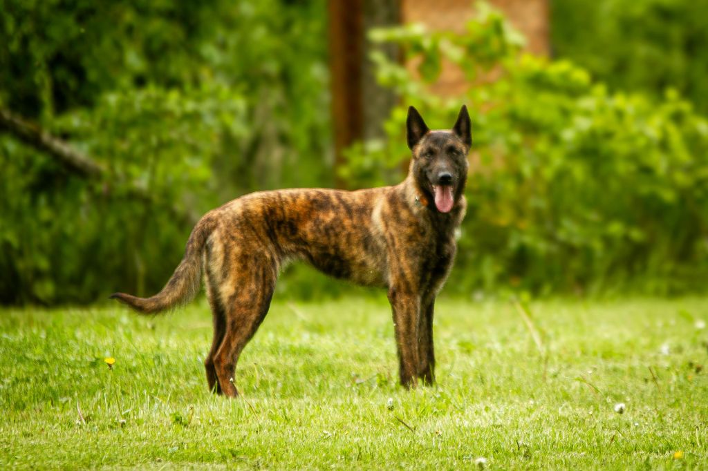 Venus Du Croc Normand