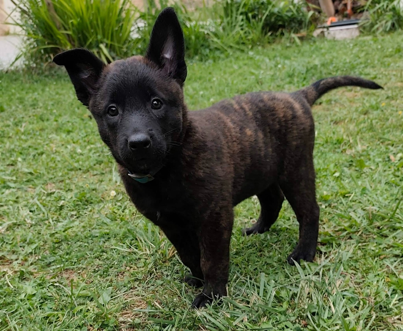 Du Croc Normand - Chiots disponibles - Berger hollandais