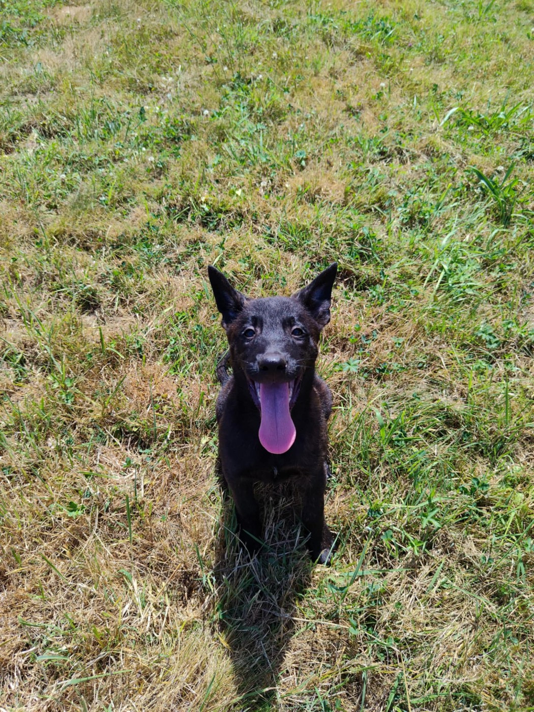 Du Croc Normand - Chiots disponibles - Berger hollandais