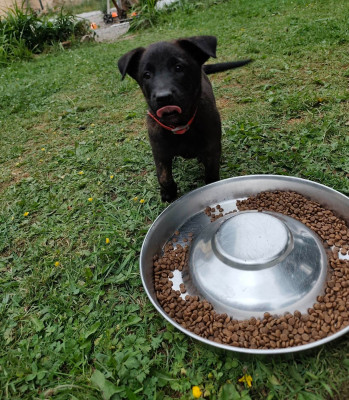 CHIOT 2